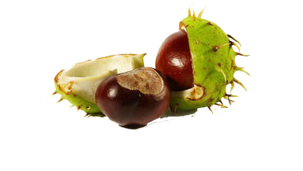 kaštan